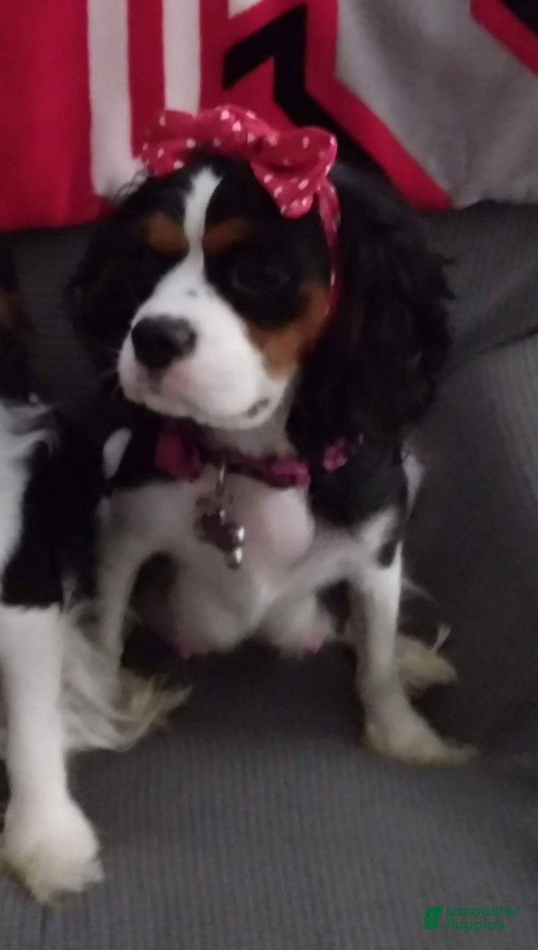 Cavalier King Charles Spaniel dogs for sale: Cavalier King Charles Spaniel Puppy 1 - Ad 5
