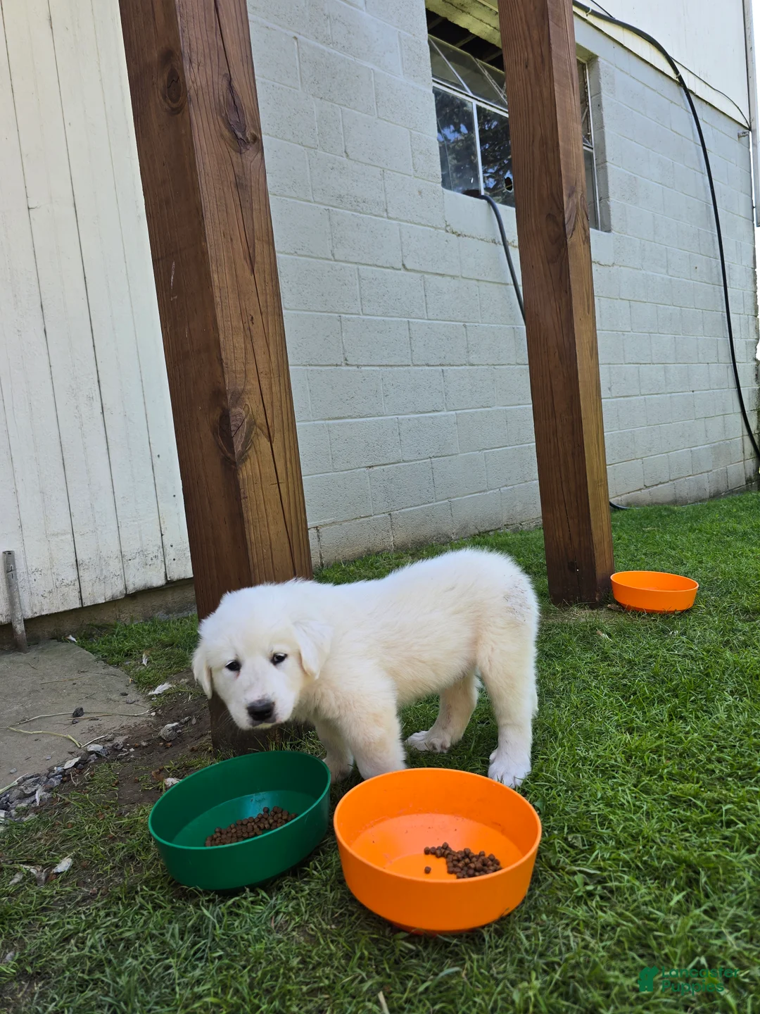 Great Pyrenees dogs for sale: Great Pyrenees Puppy - Ad 2