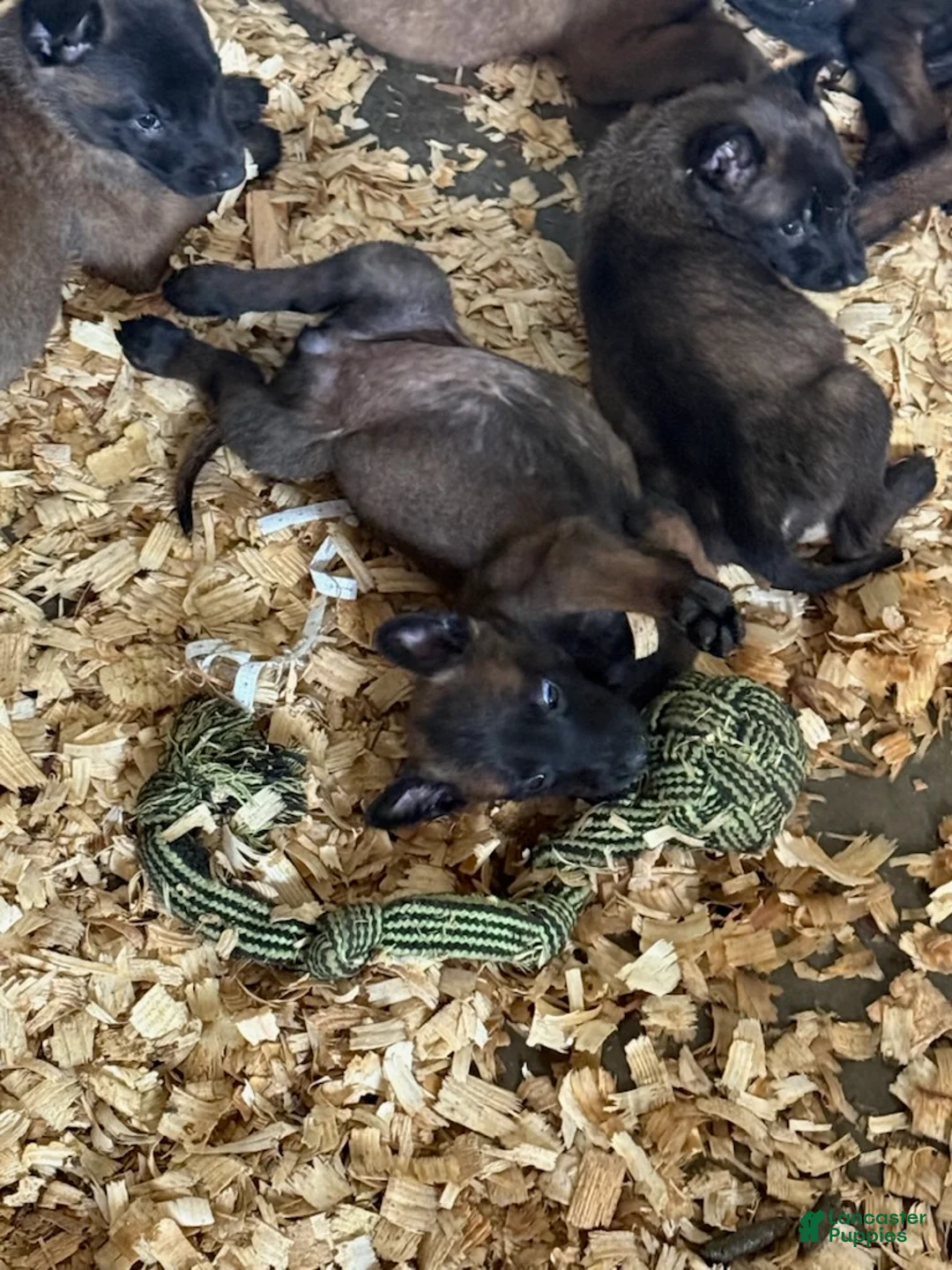 Belgian Malinois dogs for sale: Belgian Malinois Puppy 1 - Ad 2