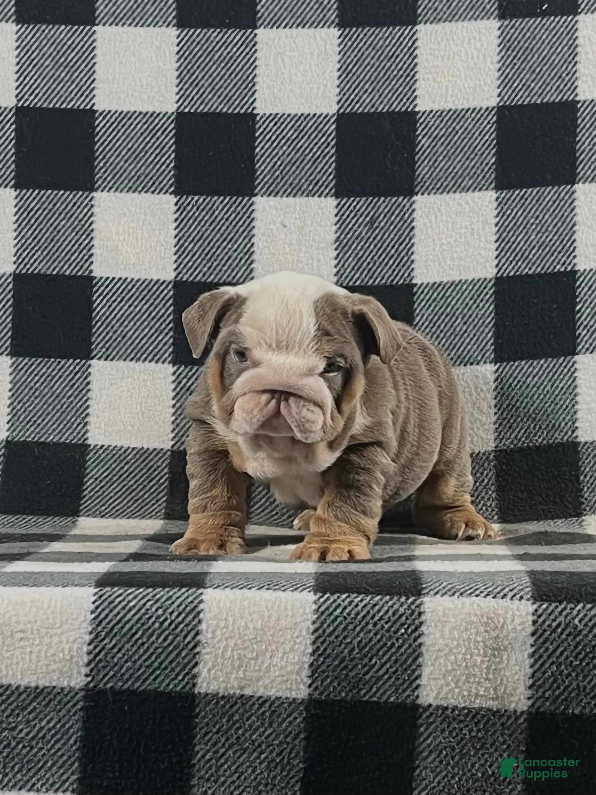 English Bulldog dogs Bella - Ad 32