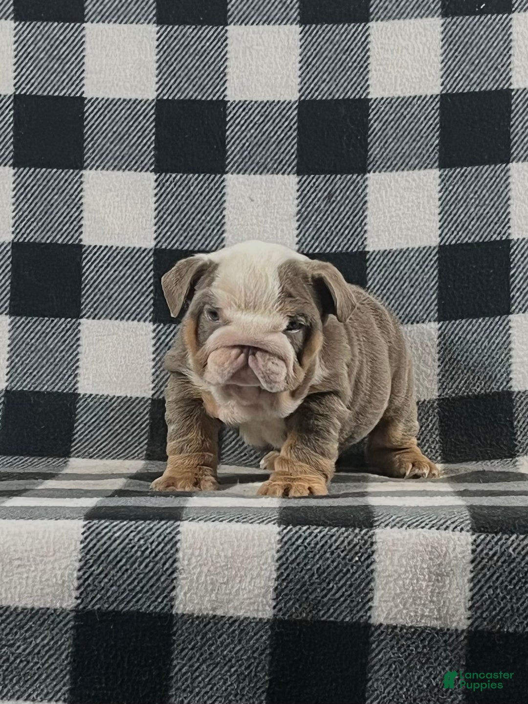 English Bulldog dogs for sale: Bella - Ad 1