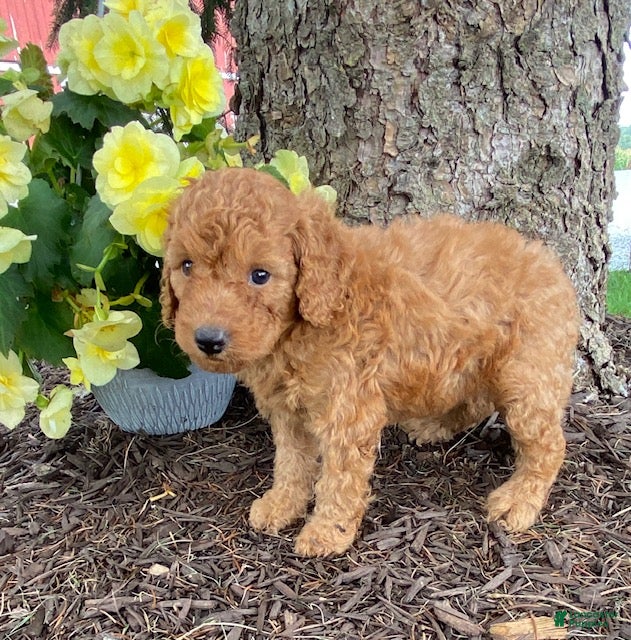 Mini Goldendoodle dogs Dixie- mini/petite - Ad 2