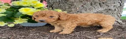 Mini Goldendoodle dogs for sale: Dixie- mini/petite - Ad 2
