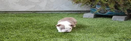 English Bulldog dogs for sale: English Bulldog Puppy 1 - Ad 5