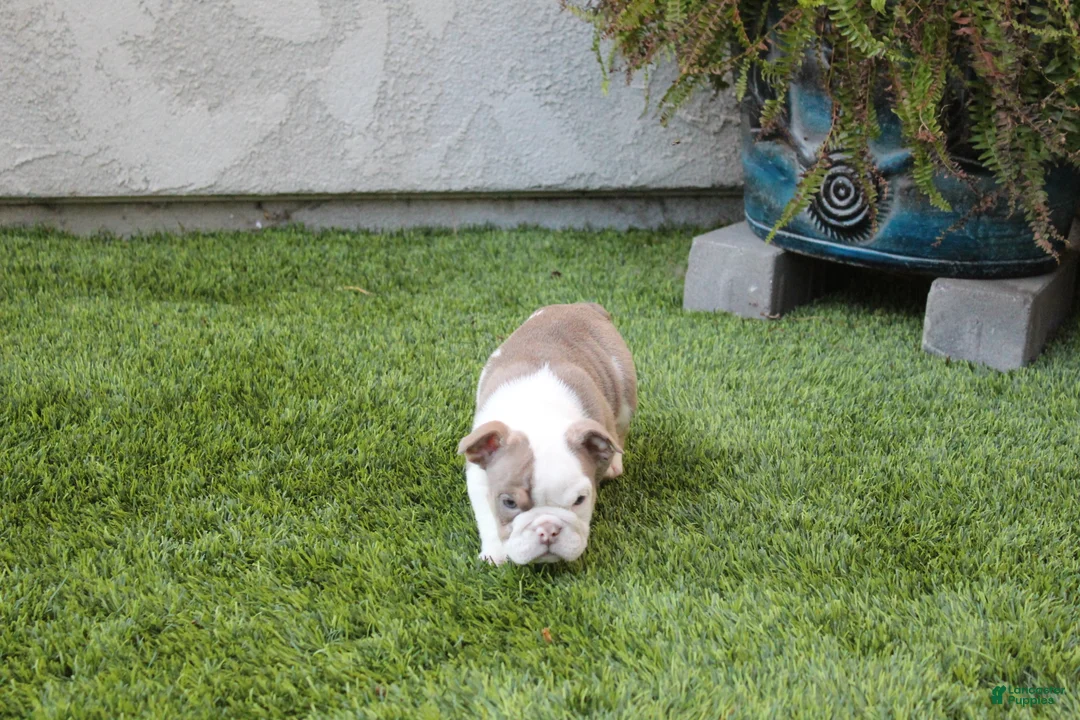 English Bulldog dogs for sale: English Bulldog Puppy 1 - Ad 5