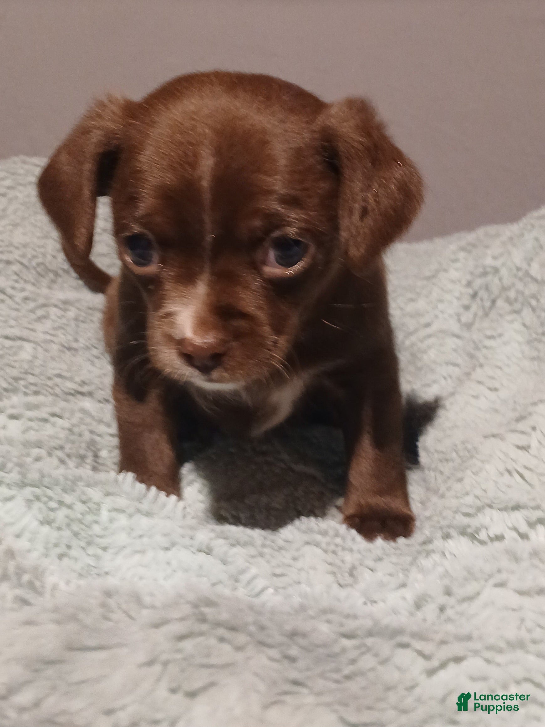 Chihuahua dogs Cocoa,     Chihuahua Puppy 1 - Ad 2