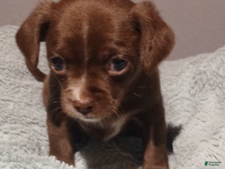 Chihuahua dogs Cocoa, Chihuahua Puppy 1 - Ad 2