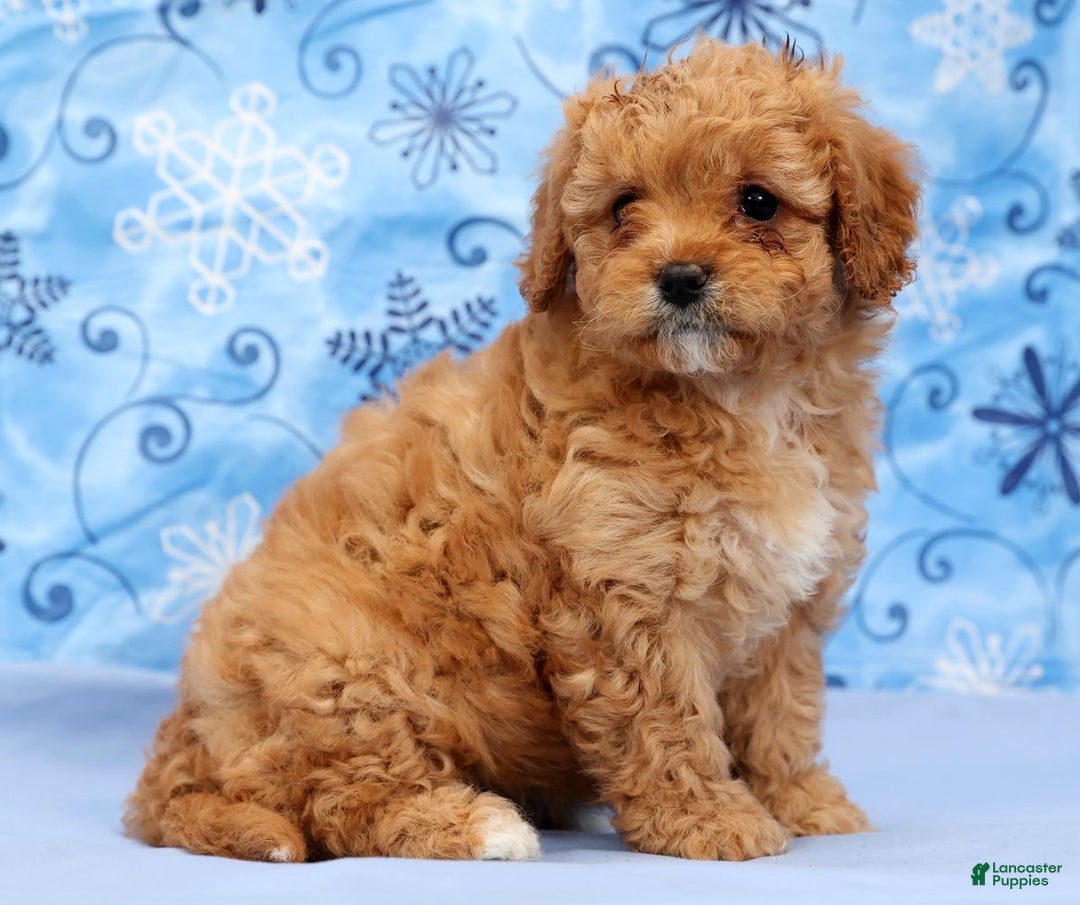 Cavapoo dogs for sale: Amelia - Ad 9