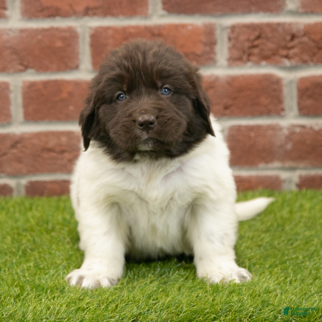 Newfoundland dogs for sale: Hank - Ad 2