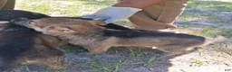 German Shepherd dogs for sale: German Shepherd Puppy 2 - Ad 2