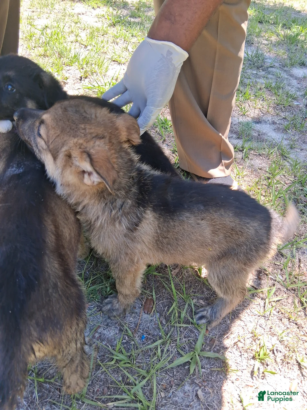 German Shepherd dogs for sale: German Shepherd Puppy 2 - Ad 2