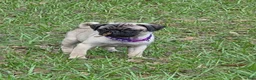 Pug dogs for sale: Violet  - Ad 4