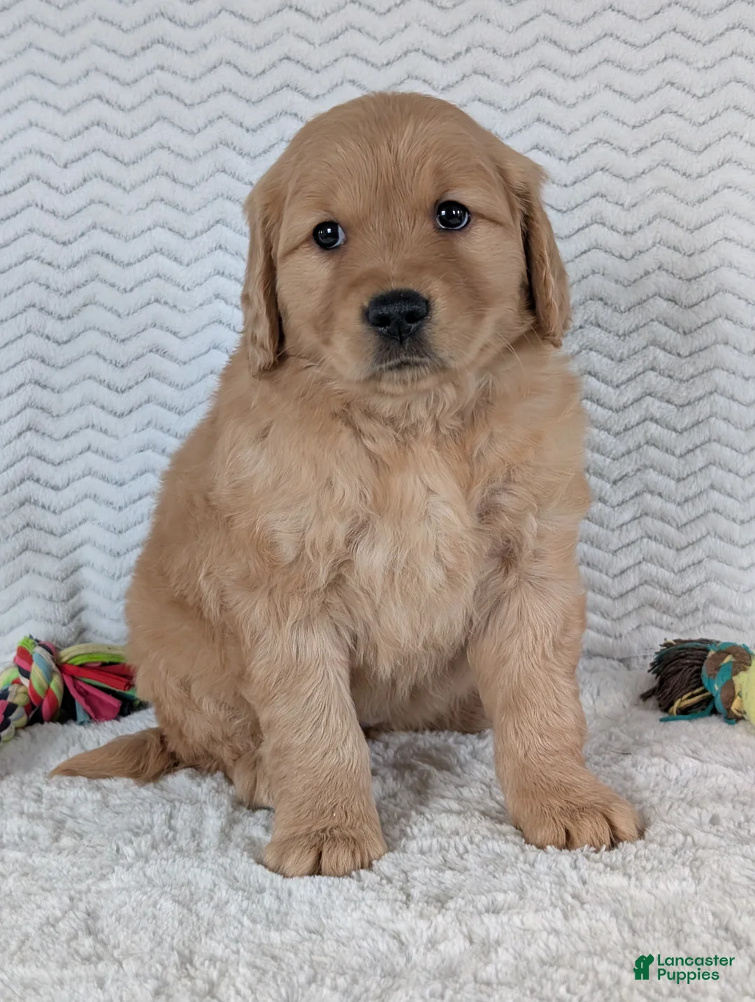 Golden Retriever dogs for sale: Miss Rosie  - Ad 1