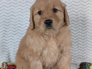 Golden Retriever dogs Miss Rosie - Ad 40