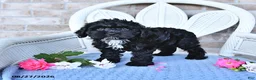 Cockapoo dogs for sale: Tulip - Ad 3