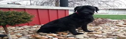 Giant Schnauzer dogs for sale: Kaylie - Ad 7