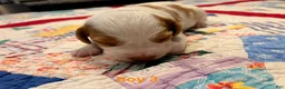 Brittany Spaniel dogs for sale: Brittany Spaniel 3 - Ad 1