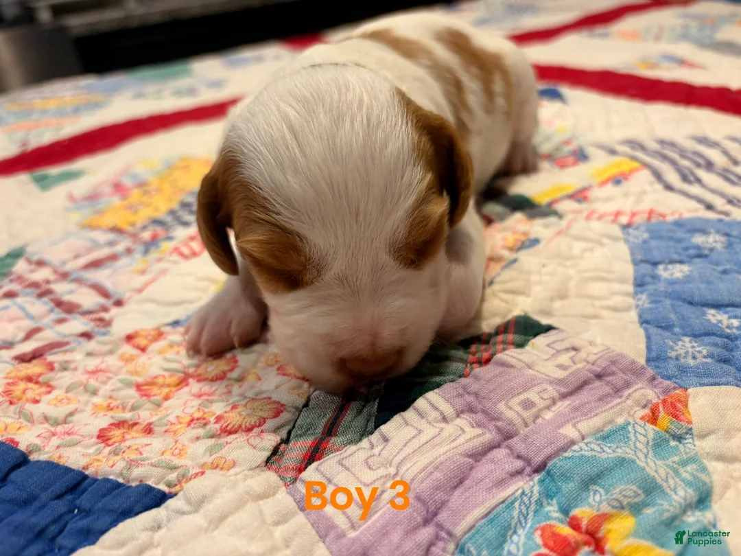 Brittany Spaniel dogs for sale: Brittany Spaniel 3 - Ad 1