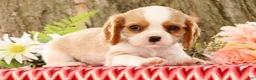 Cavalier King Charles Spaniel dogs for sale: Zeke - Ad 6
