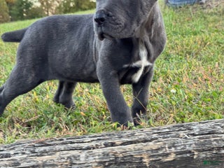 Cane Corso dogs - Ad 3