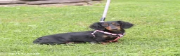 Miniature Dachshund dogs for sale: Rose  - Ad 6
