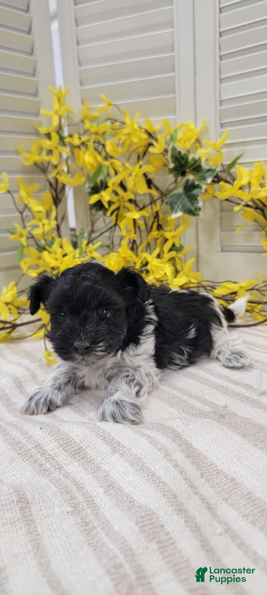 Yorkiepoo dogs for sale: Jet - Ad 11