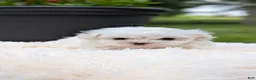 Maltese dogs for sale: Mason - Ad 5