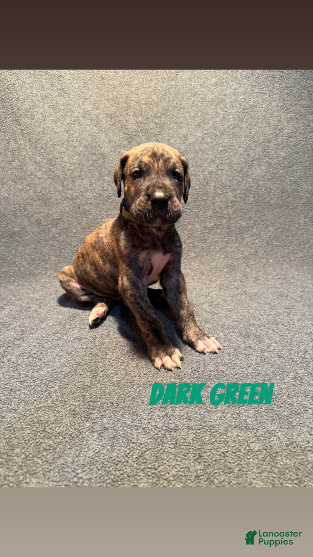Great Dane dogs Dark Green Collar - Ad 23