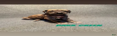 Dark Green Collar