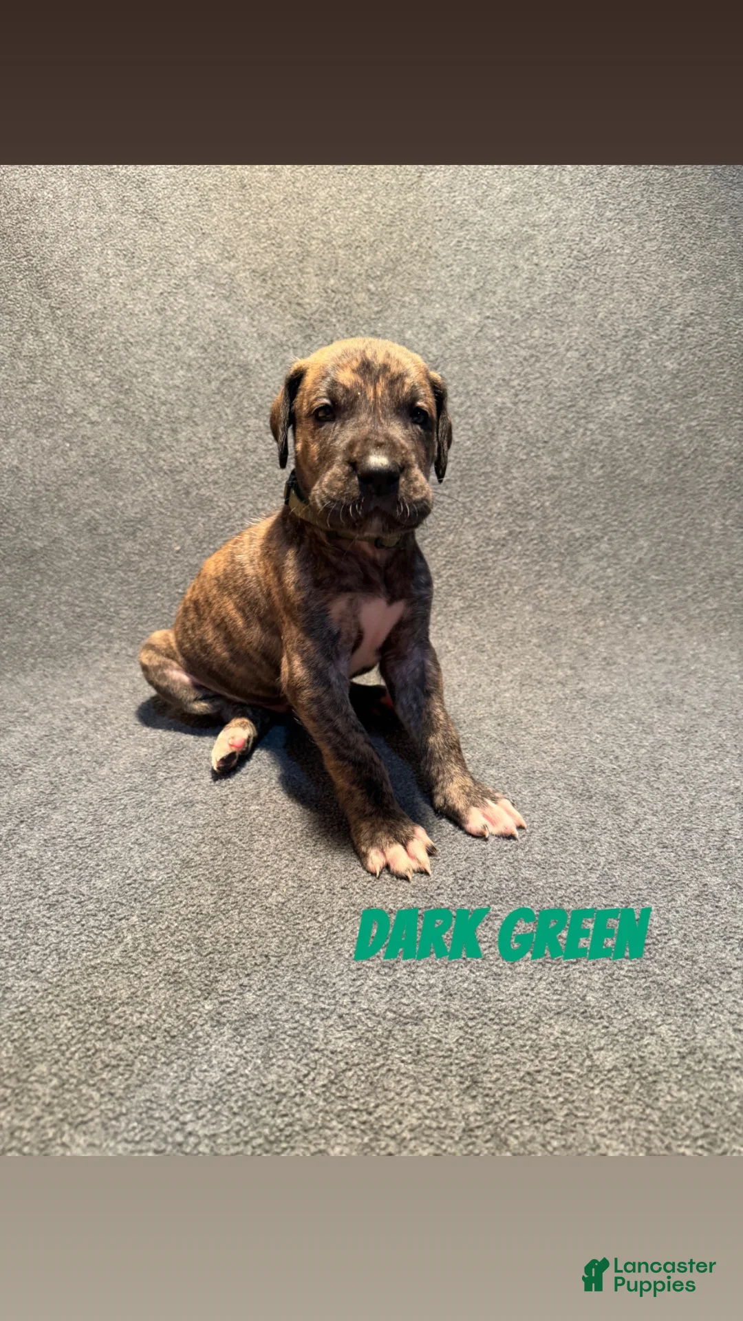 Great Dane dogs for sale: Dark Green Collar - Ad 1