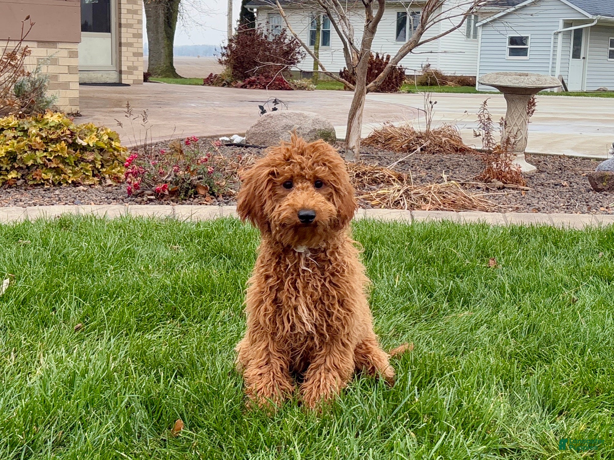 Cavapoo dogs Kaylee - Ad 19