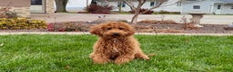 Cavapoo dogs for sale: Kaylee - Ad 1