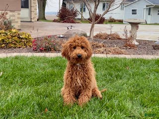 Cavapoo dogs Kaylee - Ad 16