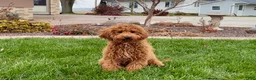 Cavapoo dogs for sale: Kaylee - Ad 1