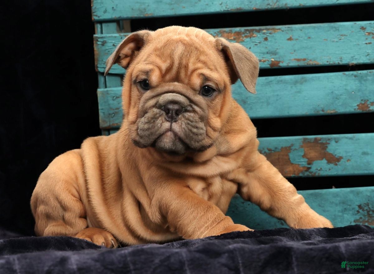 English Bulldog dogs Stella - Ad 30