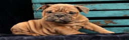 English Bulldog dogs for sale: Stella - Ad 1