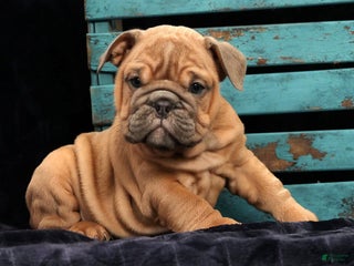 English Bulldog dogs Stella - Ad 42