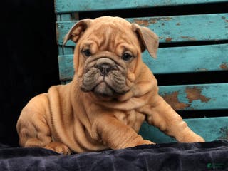 English Bulldog dogs Stella - Ad 42
