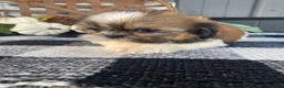 Shih Tzu dogs for sale: Sadie - Ad 8
