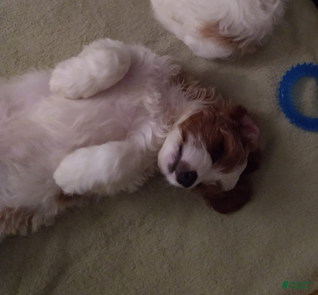 Cavapoo dogs for sale: Bentley - Ad 6