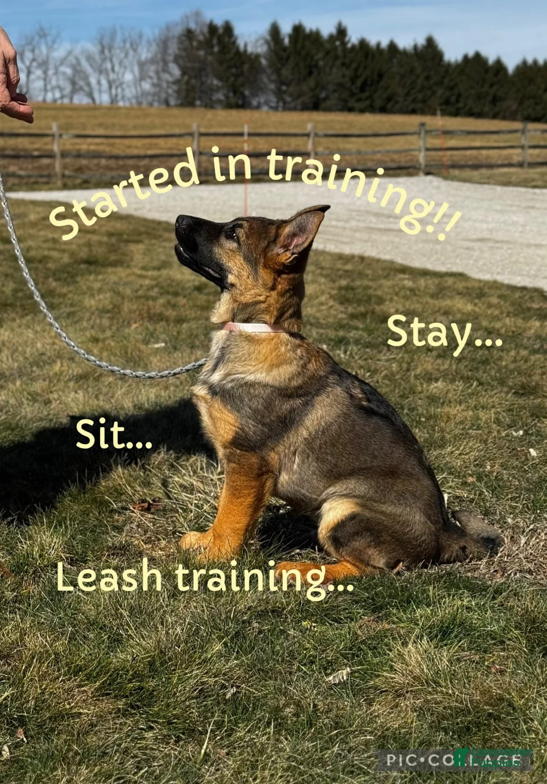 German Shepherd dogs for sale: Oakley - Ad 1