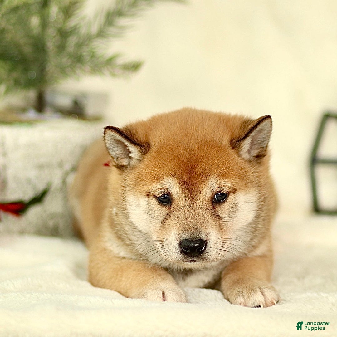 Shiba Inu dogs for sale: Brody - Ad 2
