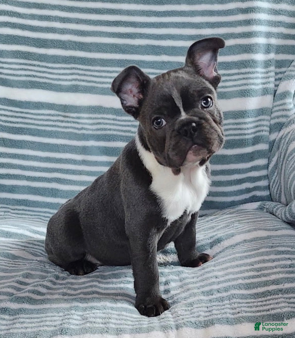 French Bulldog dogs Rascal - Ad 1