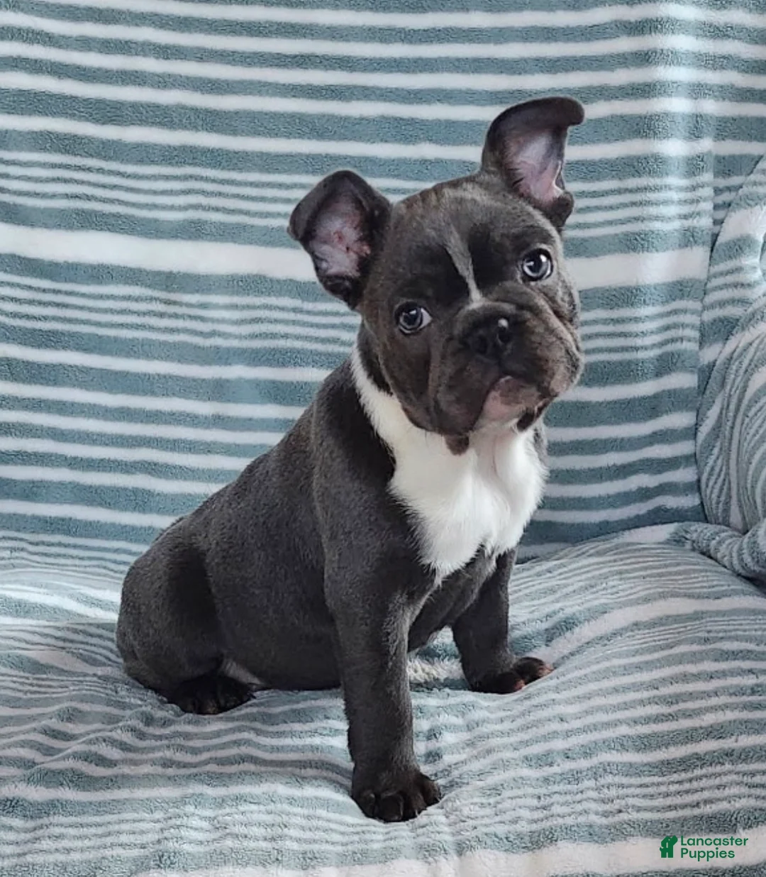 French Bulldog dogs for sale: Rascal - Ad 1