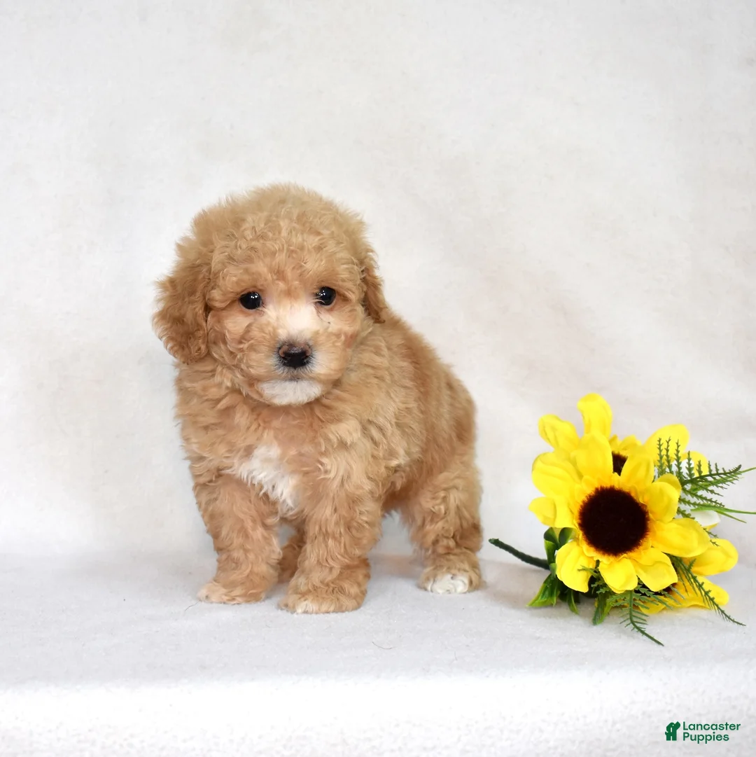 Bichpoo dogs for sale: Chex - Ad 2