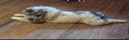 Shar Pei dogs for sale: Nova merle flower bear  - Ad 13