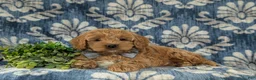Cockapoo dogs for sale: Logen - Ad 6