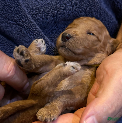 Goldendoodle dogs W25 Female Yellow Collar - Ad 11
