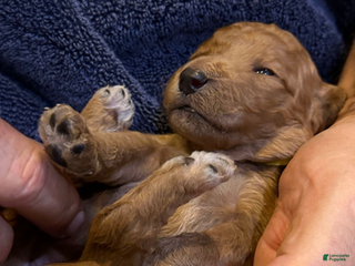 Goldendoodle dogs W25 Female Yellow Collar - Ad 10