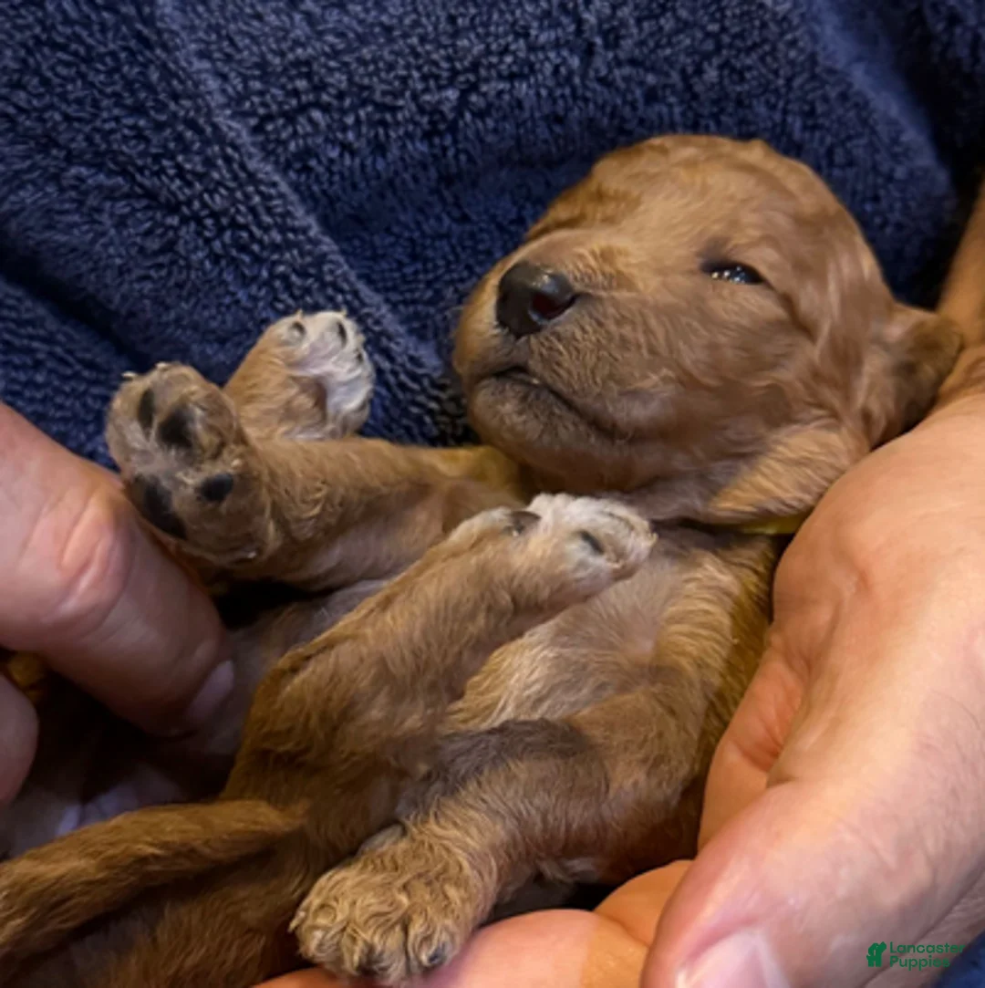 Goldendoodle dogs for sale: W25 Female Yellow Collar - Ad 1